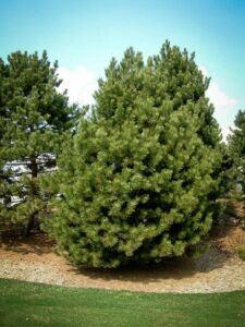 Сосна Чёрная (Pinus Nigra) купить по цене от 270.00р. в интернет-магазине «Посадика» с доставкой почтой в в Томмоте и по всей России – [изображение №1].