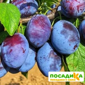 Слива Чачакская ранняя купить по цене от 229.00р. в интернет-магазине «Посадика» с доставкой почтой в в Томмоте и по всей России – [изображение №1].