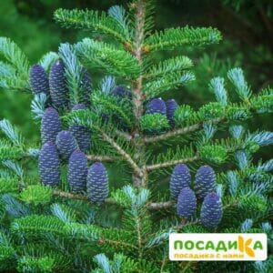 Пихта корейская (Abies koreana) купить по цене от 450.00р. в интернет-магазине «Посадика» с доставкой почтой в в Томмоте и по всей России – [изображение №1].