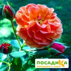 Роза Арабия купить по цене от 350.00р. в интернет-магазине «Посадика» с доставкой почтой в в Томмоте и по всей России – [изображение №1].