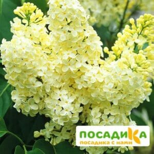 Сирень Примроуз (Primrose) купить по цене от 529.00р. в интернет-магазине «Посадика» с доставкой почтой в в Томмоте и по всей России – [изображение №1].