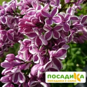 Сирень Сенсация купить по цене от 529.00р. в интернет-магазине «Посадика» с доставкой почтой в в Томмоте и по всей России – [изображение №1].