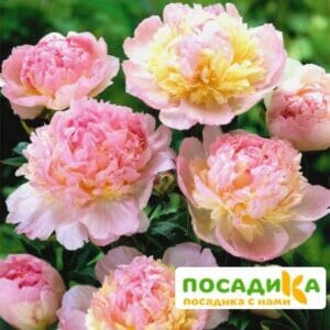 Пион Распберри Сандей (Paeonia Raspberry Sundae) купить по цене от 959р. в интернет-магазине «Посадика» с доставкой почтой в в Томмоте и по всей России – [изображение №1].