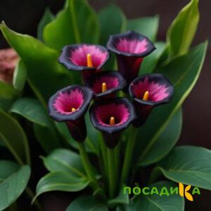 Калла Аура Лейс купить по цене от 400р. в интернет-магазине «Посадика» с доставкой почтой в в Томмоте и по всей России – [изображение №1].