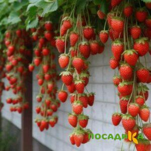 Клубника вьющаяся Комплимент купить по цене от 470р. в интернет-магазине «Посадика» с доставкой почтой в в Томмоте и по всей России – [изображение №1].