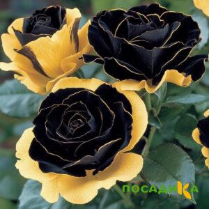 Роза Ханни Сикл купить по цене от 700р. в интернет-магазине «Посадика» с доставкой почтой в в Томмоте и по всей России – [изображение №1].