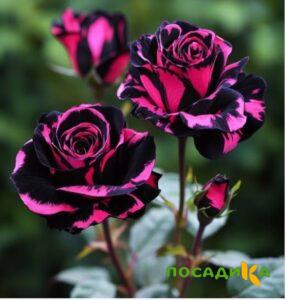 Роза Багровый Шепот купить по цене от 366р. в интернет-магазине «Посадика» с доставкой почтой в в Томмоте и по всей России – [изображение №1].