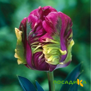 Тюльпан Экзотик Хэвен купить по цене от 186р. в интернет-магазине «Посадика» с доставкой почтой в в Томмоте и по всей России – [изображение №1].