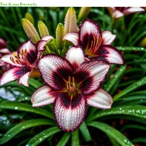 Лилейник Крим Сикл купить по цене от 799р. в интернет-магазине «Посадика» с доставкой почтой в в Томмоте и по всей России – [изображение №1].